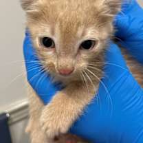 Thumbnail photo of Carrot #3