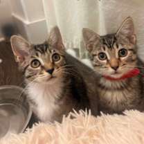 Thumbnail photo of Margarita #3