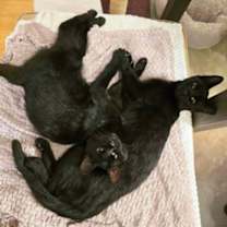 Thumbnail photo of Frankster #2