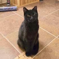 Thumbnail photo of Frankster #3