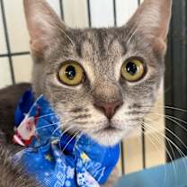 Thumbnail photo of Goldie #2