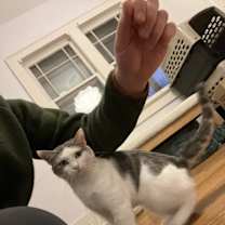 Thumbnail photo of Mouse #2