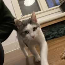 Thumbnail photo of Mouse #3