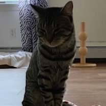 Thumbnail photo of Tiger #4