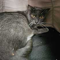 Thumbnail photo of Stormy #1