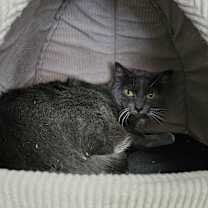 Thumbnail photo of Stormy #3