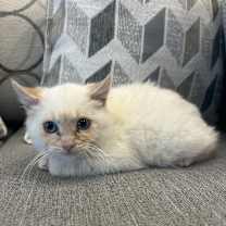 Thumbnail photo of Pips #1