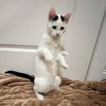 Thumbnail photo of Snoop  #2