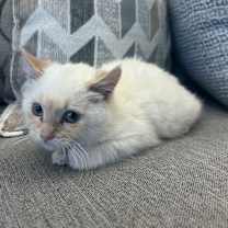 Thumbnail photo of Pips #2