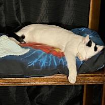 Thumbnail photo of Snoop  #3