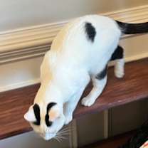 Thumbnail photo of Snoop  #4