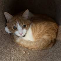 Thumbnail photo of Cheez Whiz #1