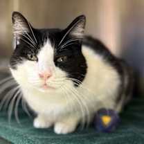 Thumbnail photo of Theoden #2