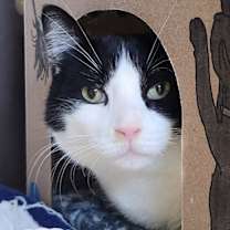 Thumbnail photo of Theoden #3