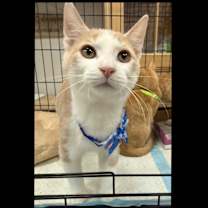 Thumbnail photo of Ily #1