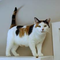 Thumbnail photo of Taffy #1