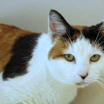 Thumbnail photo of Taffy #4