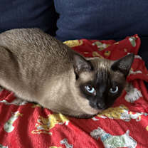 Thumbnail photo of Lani #1