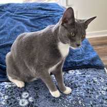 Thumbnail photo of Ross #2