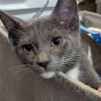 Thumbnail photo of Ross #3