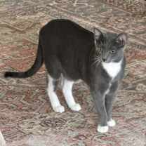 Thumbnail photo of Ross #4