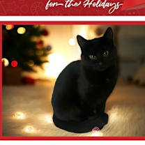 Thumbnail photo of Baguette #1