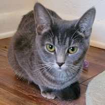 Thumbnail photo of Kona #1