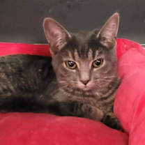 Thumbnail photo of Kona #2