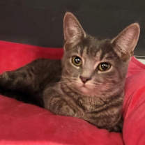 Thumbnail photo of Kona #3