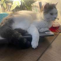 Thumbnail photo of Willow #2