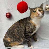 Thumbnail photo of Caramel #1