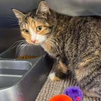 Thumbnail photo of Caramel #2