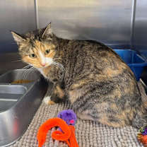 Thumbnail photo of Caramel #3