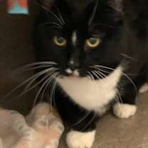 Thumbnail photo of Diamond #2