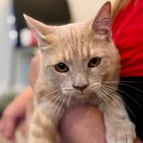 Thumbnail photo of Ford #3