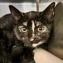 Thumbnail photo of Witches' Brew #2