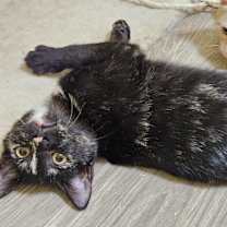 Thumbnail photo of Witches' Brew #3