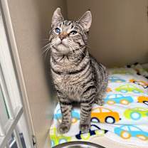 Thumbnail photo of Tom #1