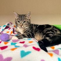 Thumbnail photo of Ginger #1