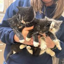 Thumbnail photo of Hearts #3