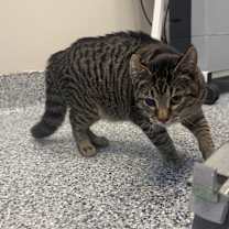 Thumbnail photo of Tom #2