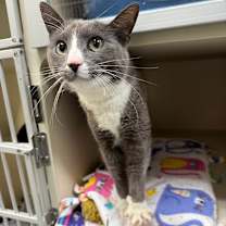 Thumbnail photo of Nyx #1