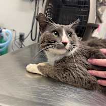 Thumbnail photo of Nyx #2