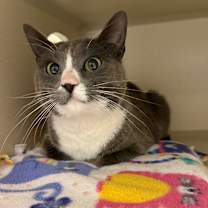 Thumbnail photo of Nyx #3