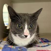 Thumbnail photo of Nyx #4