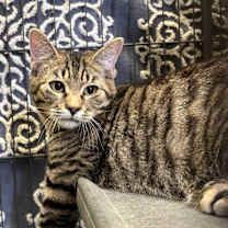 Thumbnail photo of Silas #2