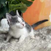 Thumbnail photo of Bugatti Chiron #2