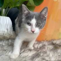 Thumbnail photo of Bugatti Chiron #4