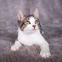 Thumbnail photo of Homer - Andrea foster #1