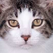 Thumbnail photo of Homer - Andrea foster #2